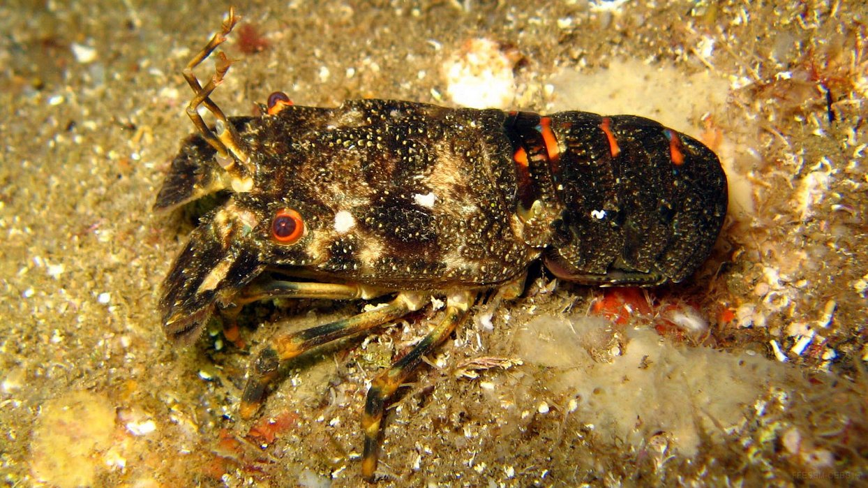 070 Petite cigale (Scyllarus arctus).jpg - Petite cigale (Scyllarus arctus)